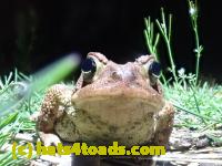 /home//u458753944/public_html/sourcegallery///Roxborough Toad Detour/2022/2022-04-14 and 04-13/P4140986.JPG